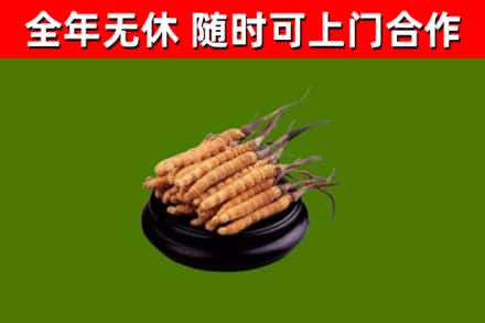 长海回收冬虫夏草